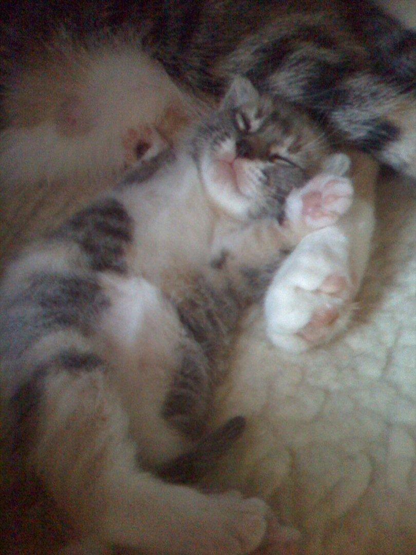 Huskat Zirra billede 3