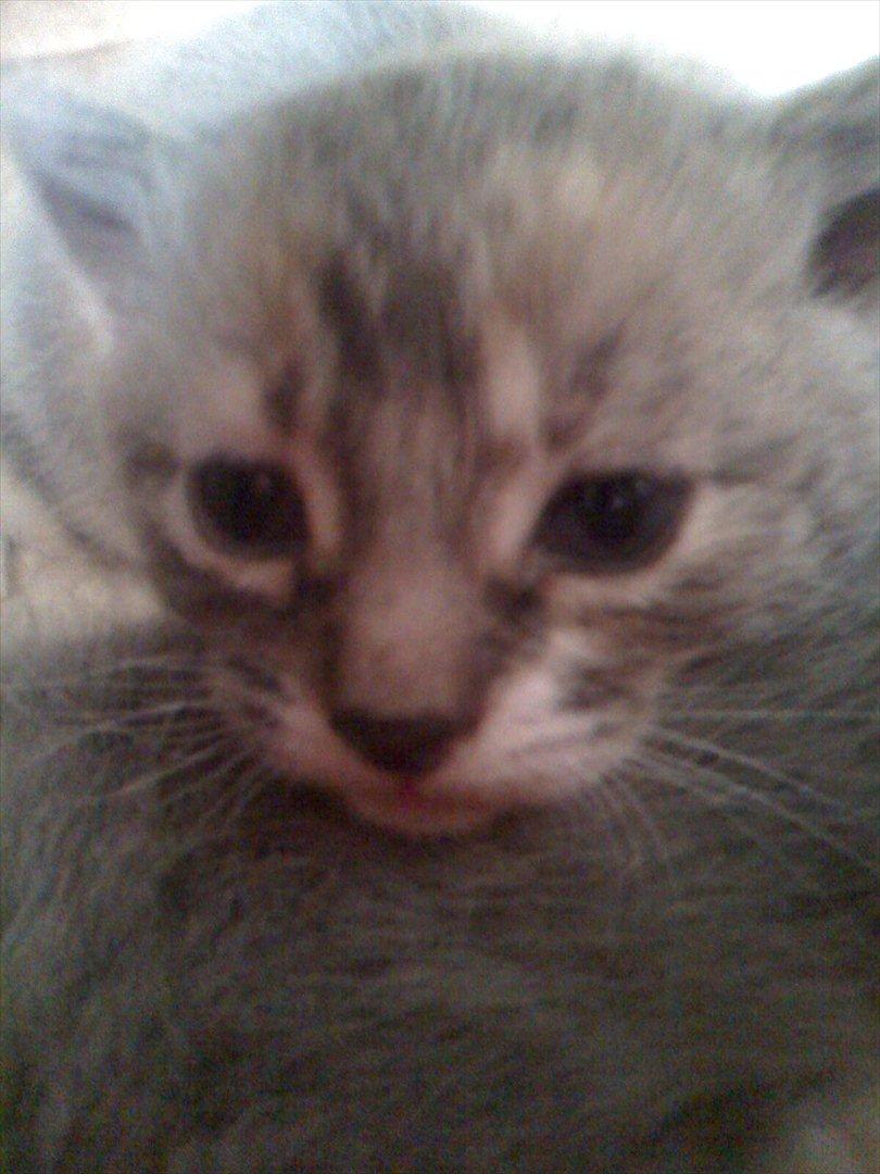 Huskat Zirra billede 4