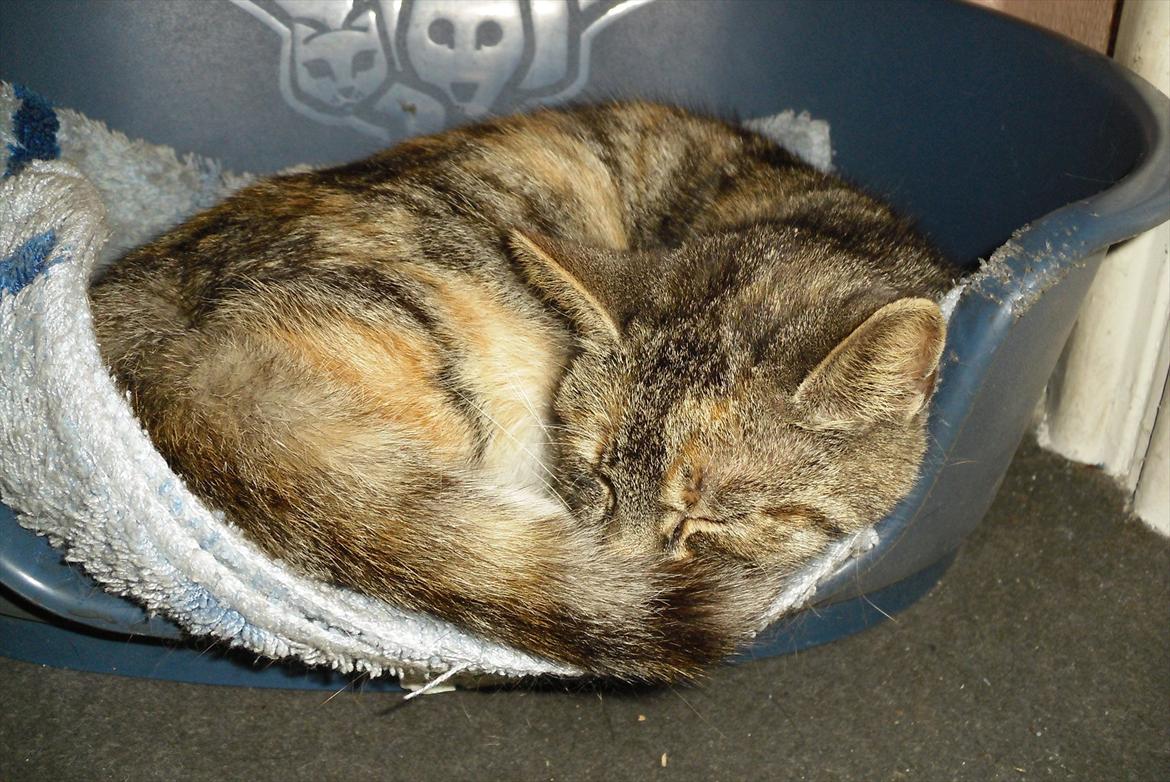 Huskat Zirra billede 5