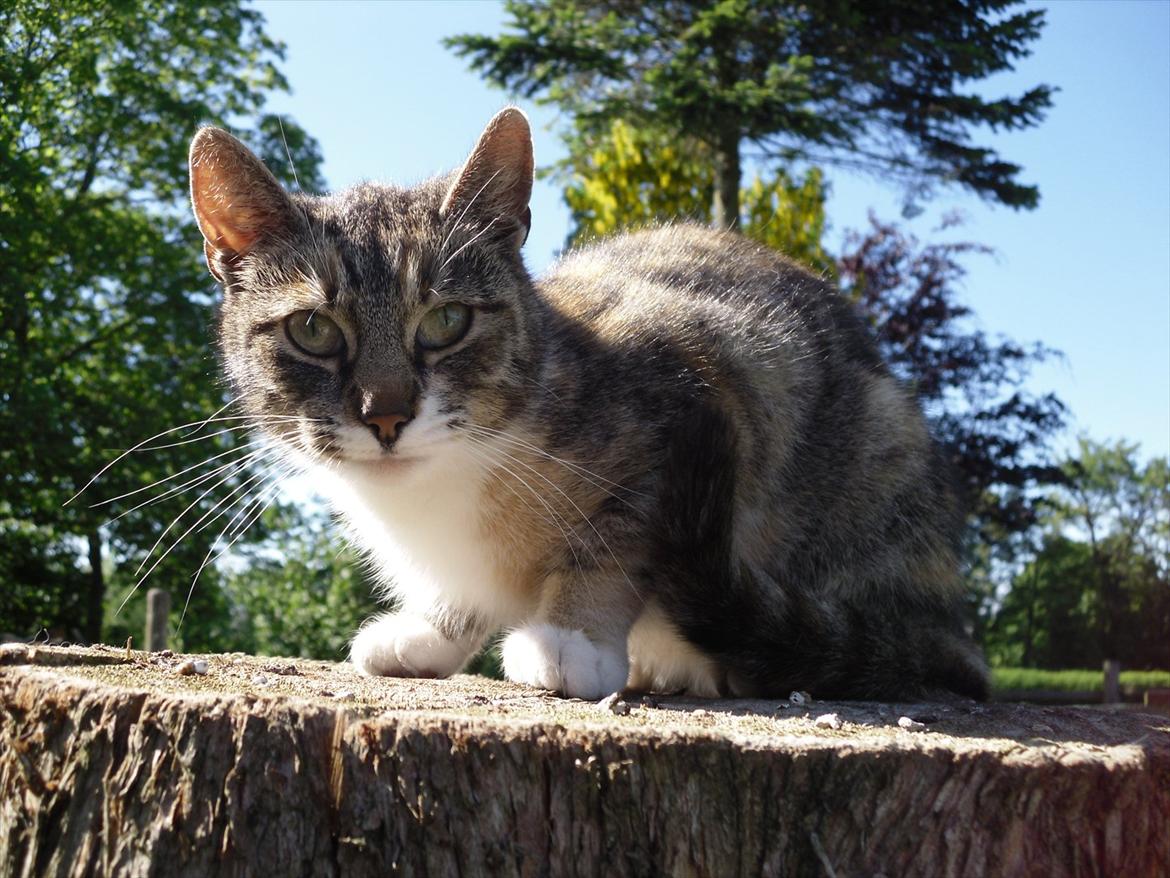 Huskat Zirra billede 6