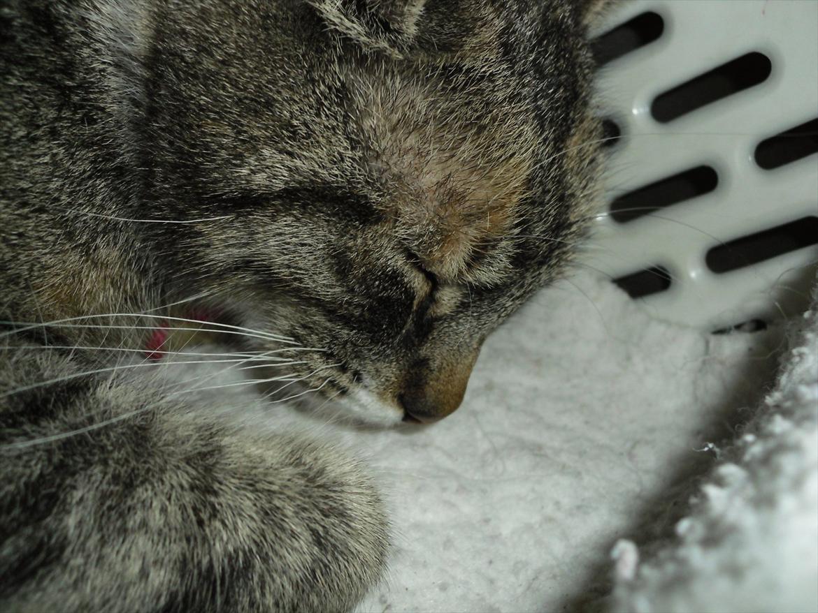 Huskat Zirra billede 7