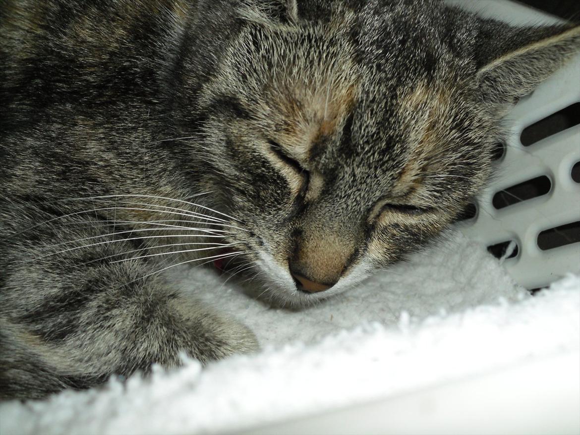 Huskat Zirra billede 8