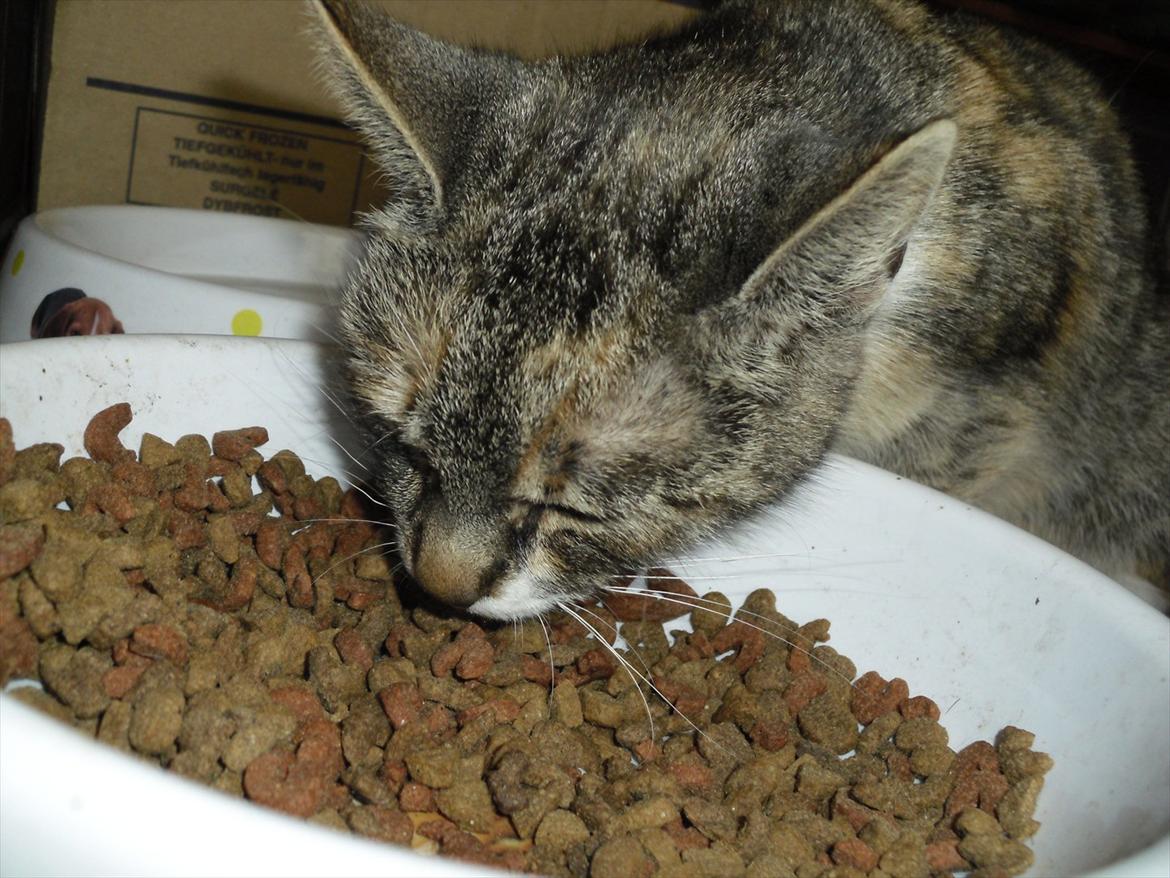 Huskat Zirra billede 9