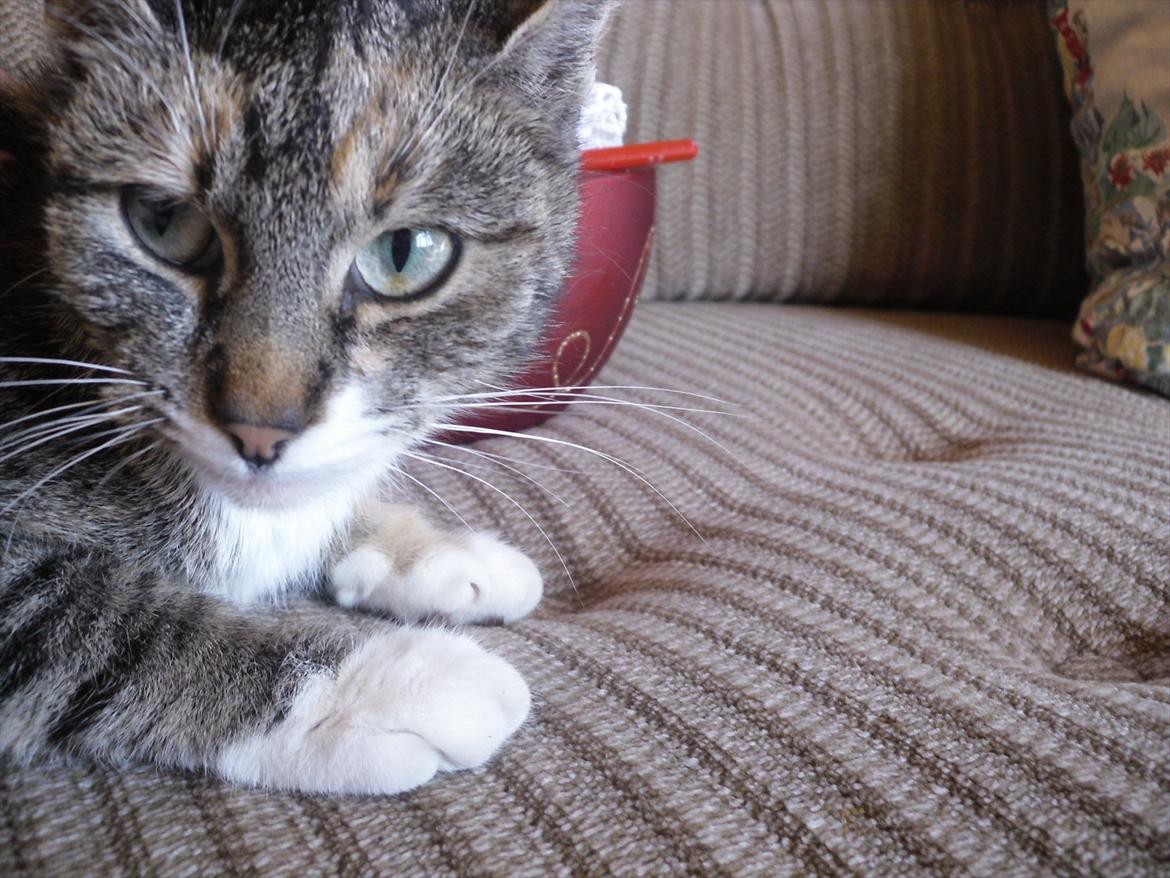 Huskat Zirra billede 10