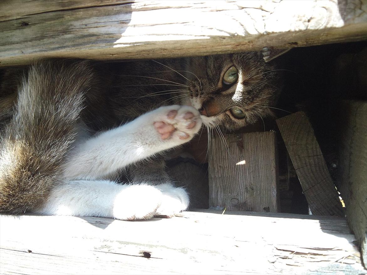 Huskat Zirra billede 11