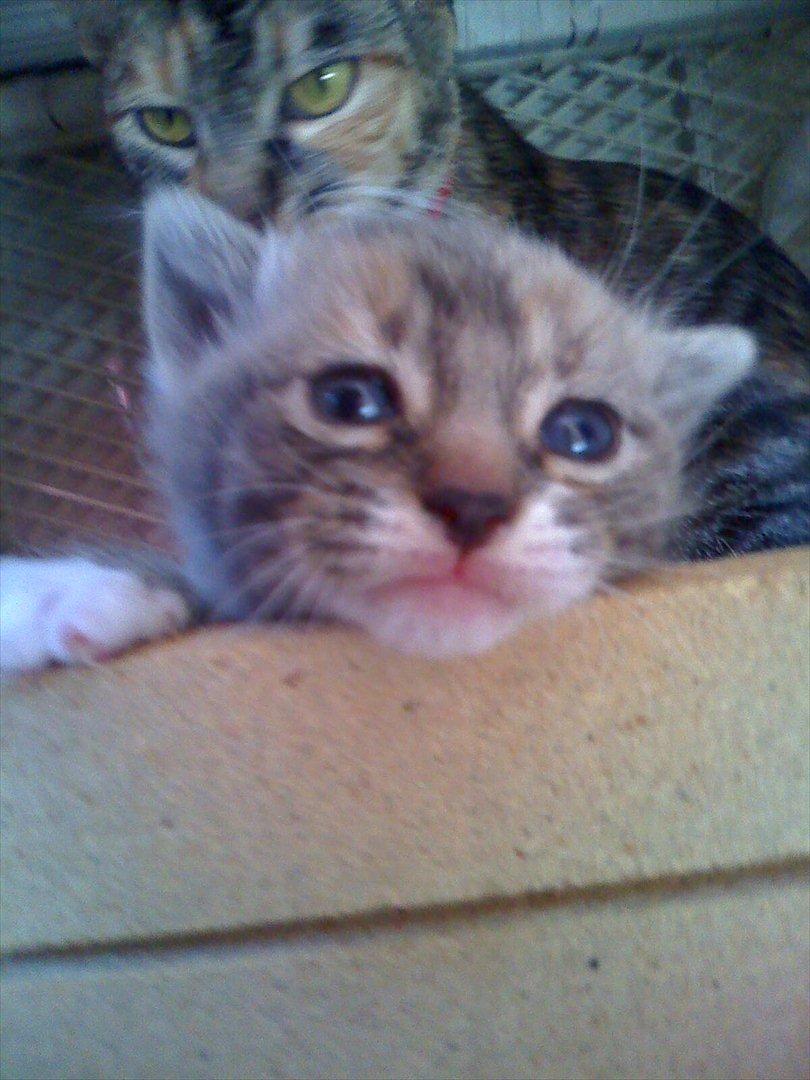 Huskat Zirra billede 12