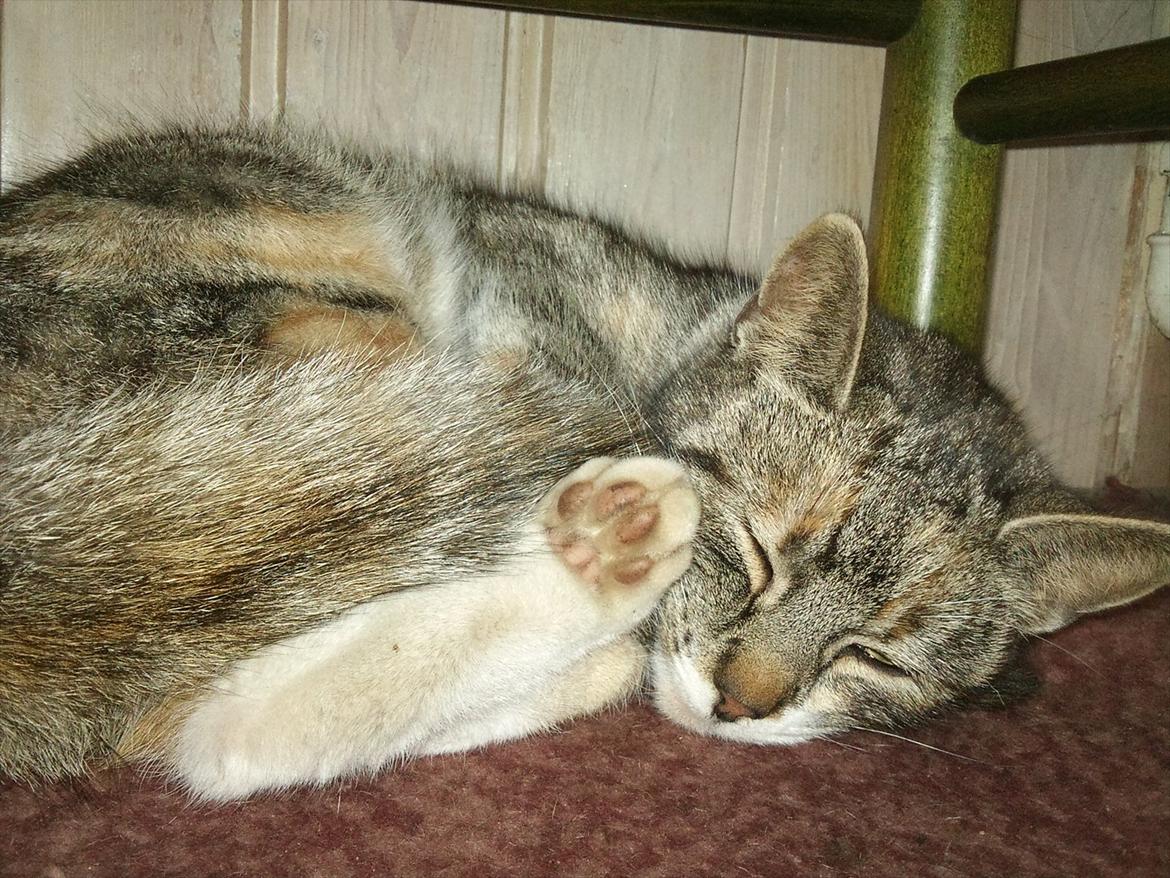 Huskat Zirra billede 13