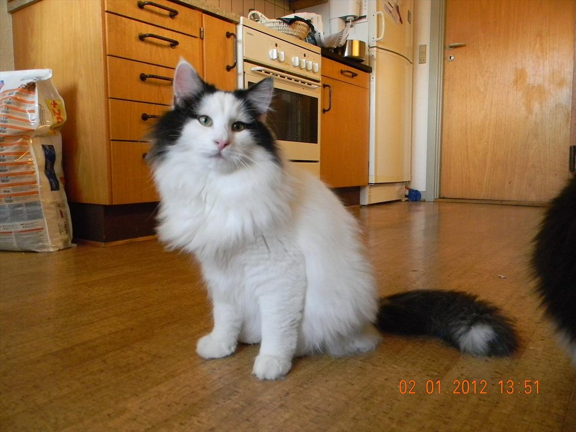 Norsk Skovkat †Wahkan Cheveyo (foder-vært)† billede 8