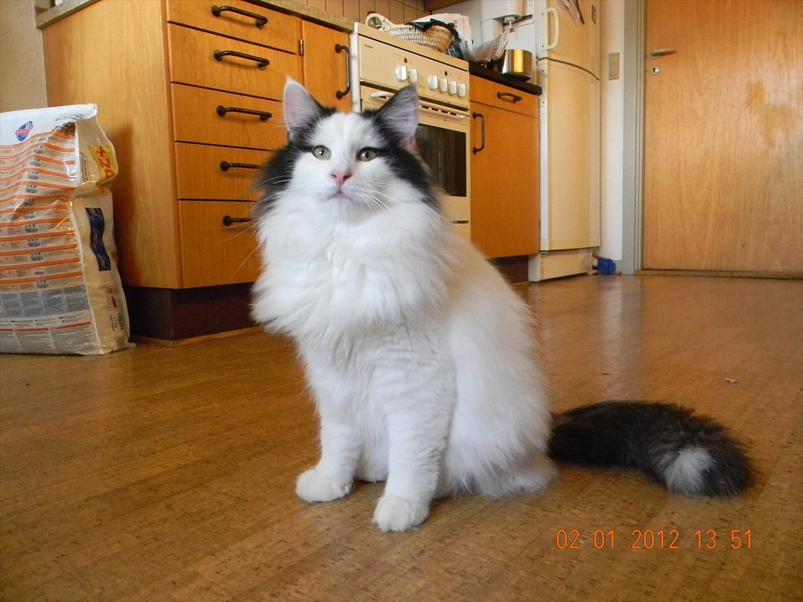 Norsk Skovkat †Wahkan Cheveyo (foder-vært)† billede 24