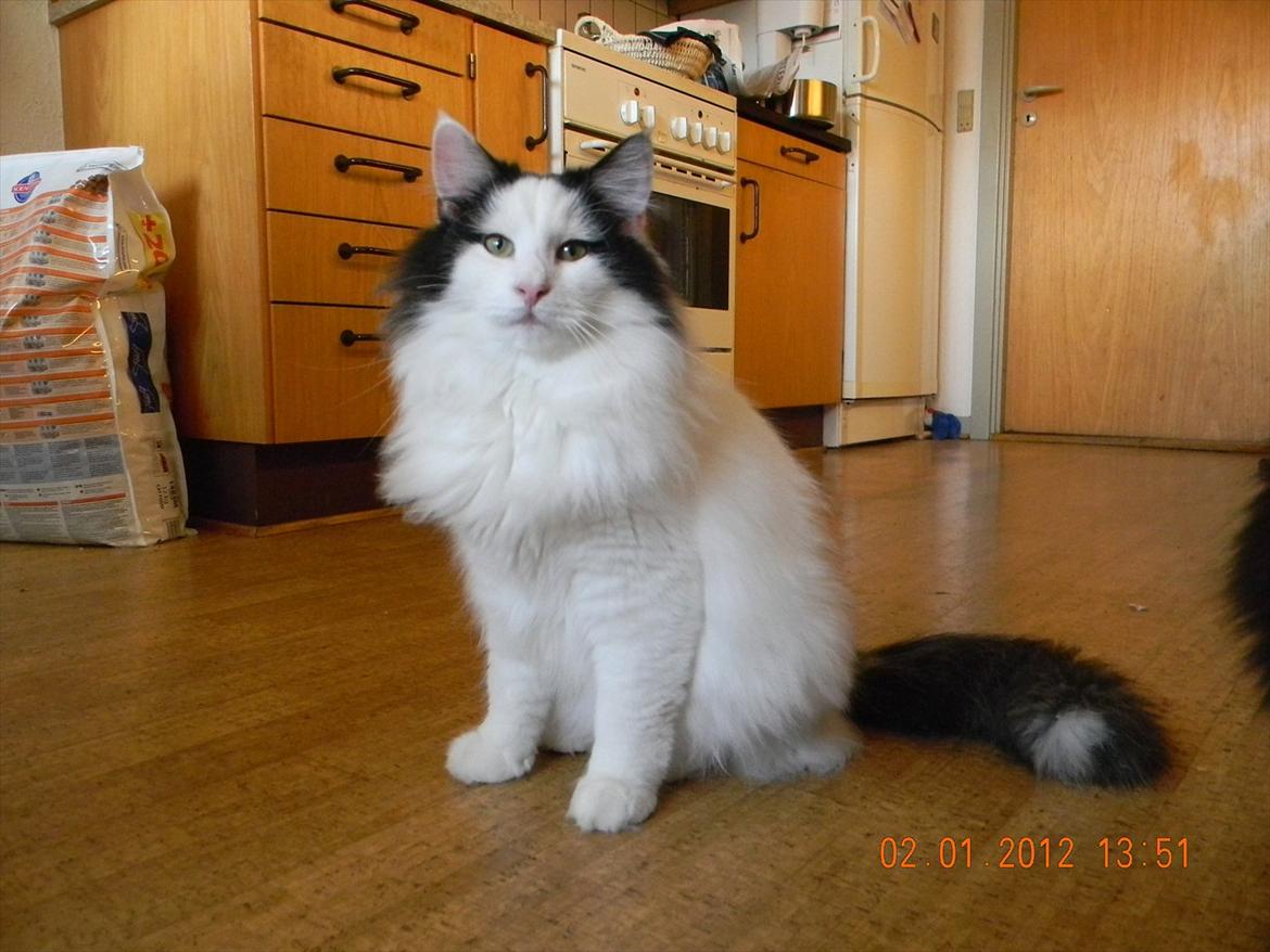 Norsk Skovkat †Wahkan Cheveyo (foder-vært)† billede 7