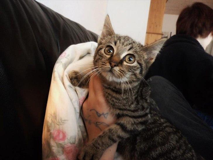 Blanding af racer Charlie billede 1