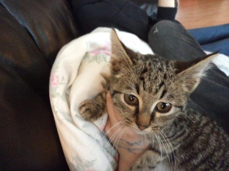 Blanding af racer Charlie billede 6