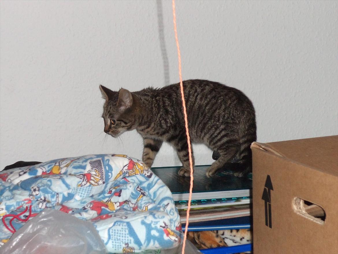 Blanding af racer Charlie billede 8