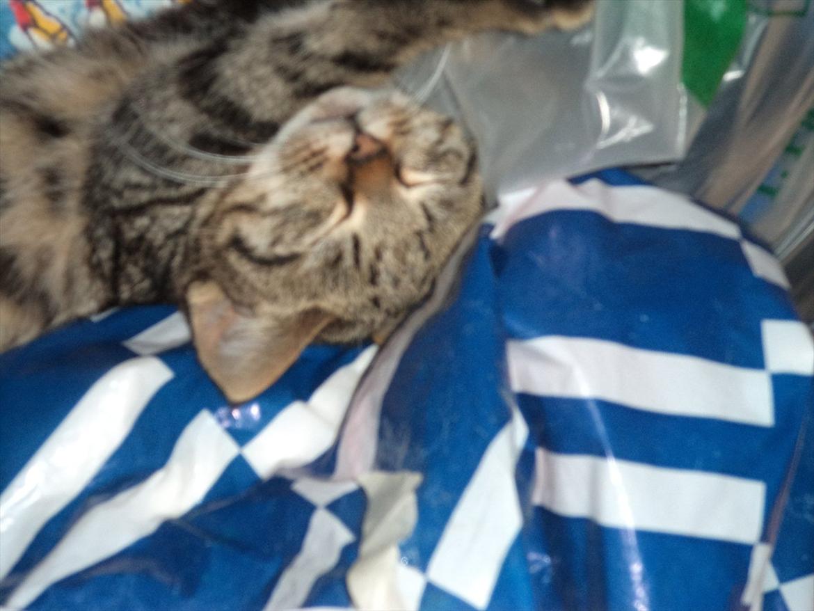 Blanding af racer Charlie billede 10