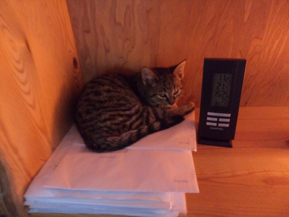 Blanding af racer Charlie billede 11