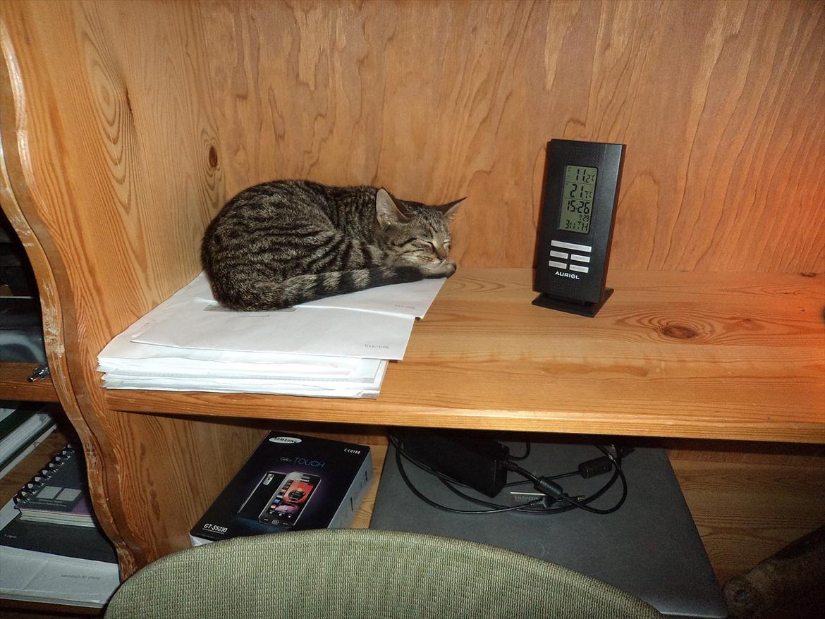 Blanding af racer Charlie billede 12