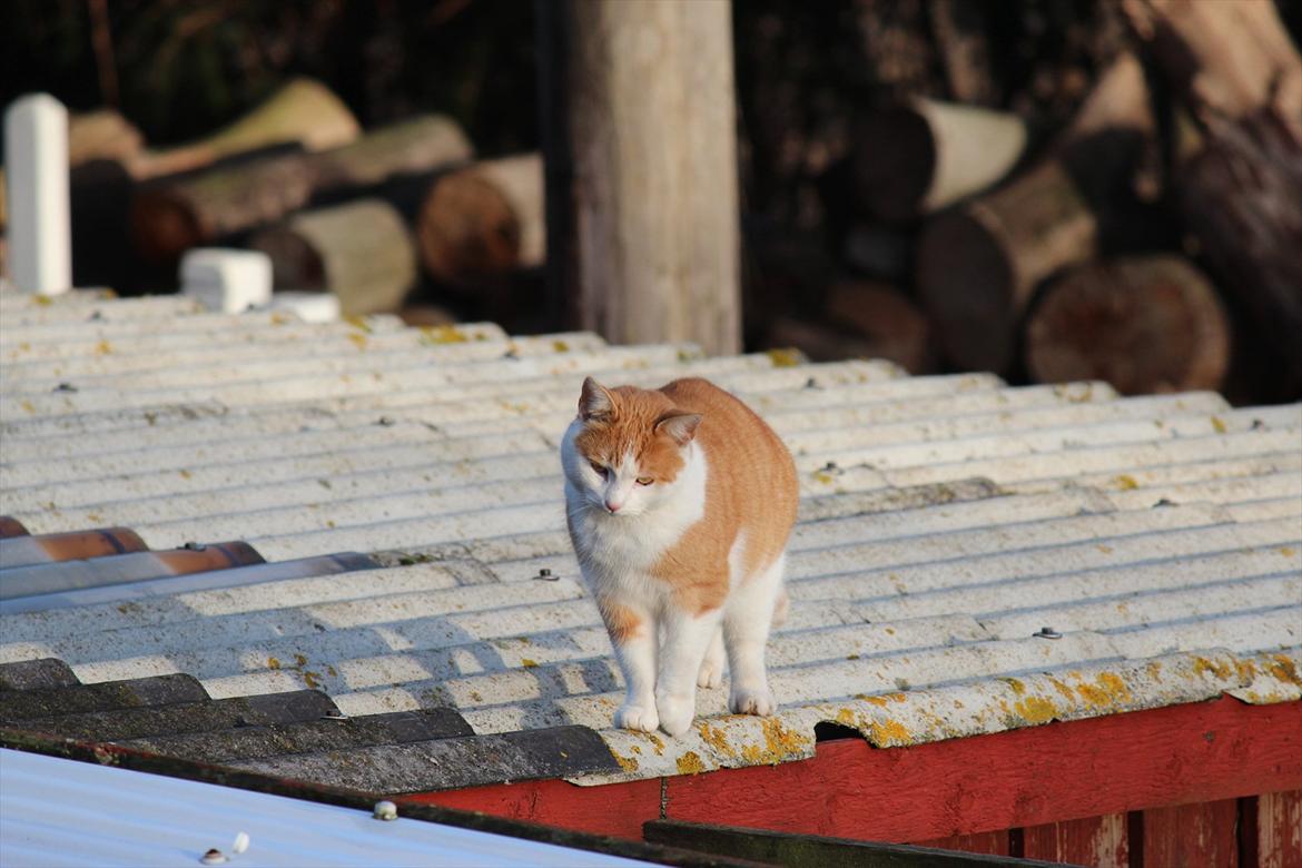 Huskat Miley billede 16