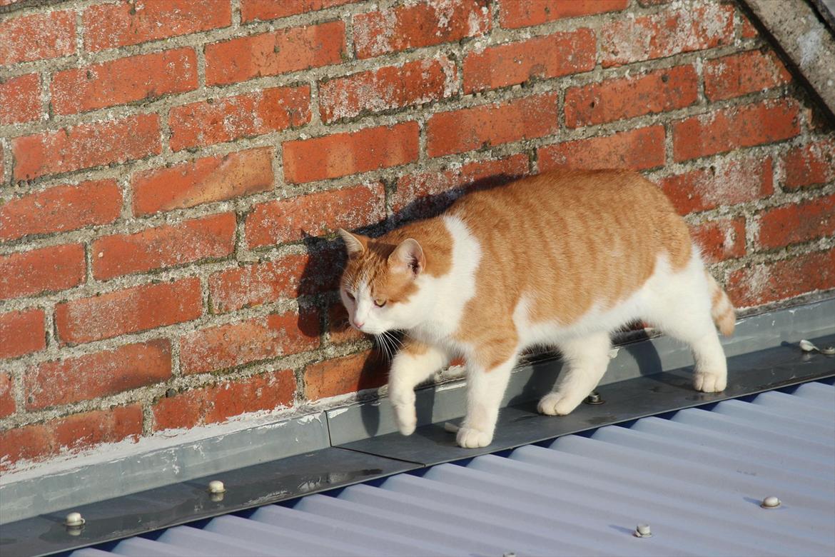 Huskat Miley billede 17