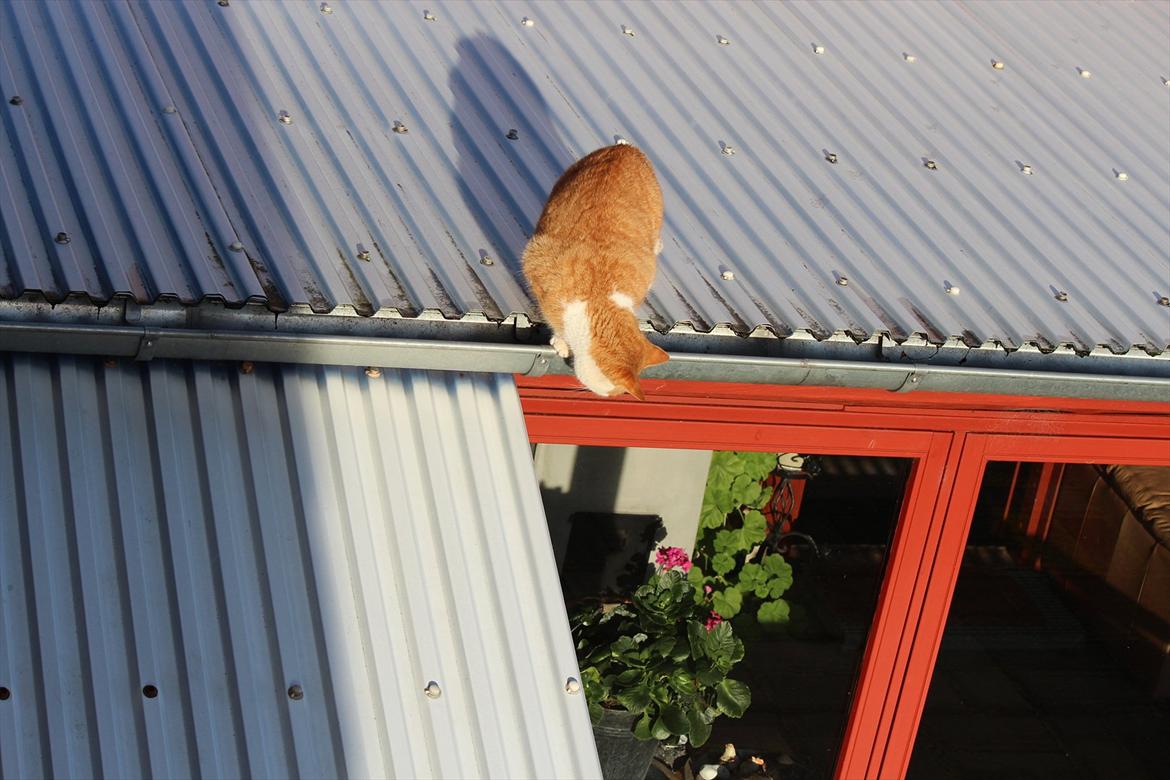 Huskat Miley billede 18