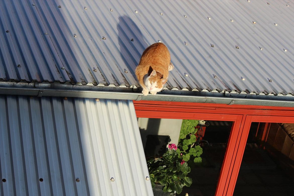 Huskat Miley billede 19