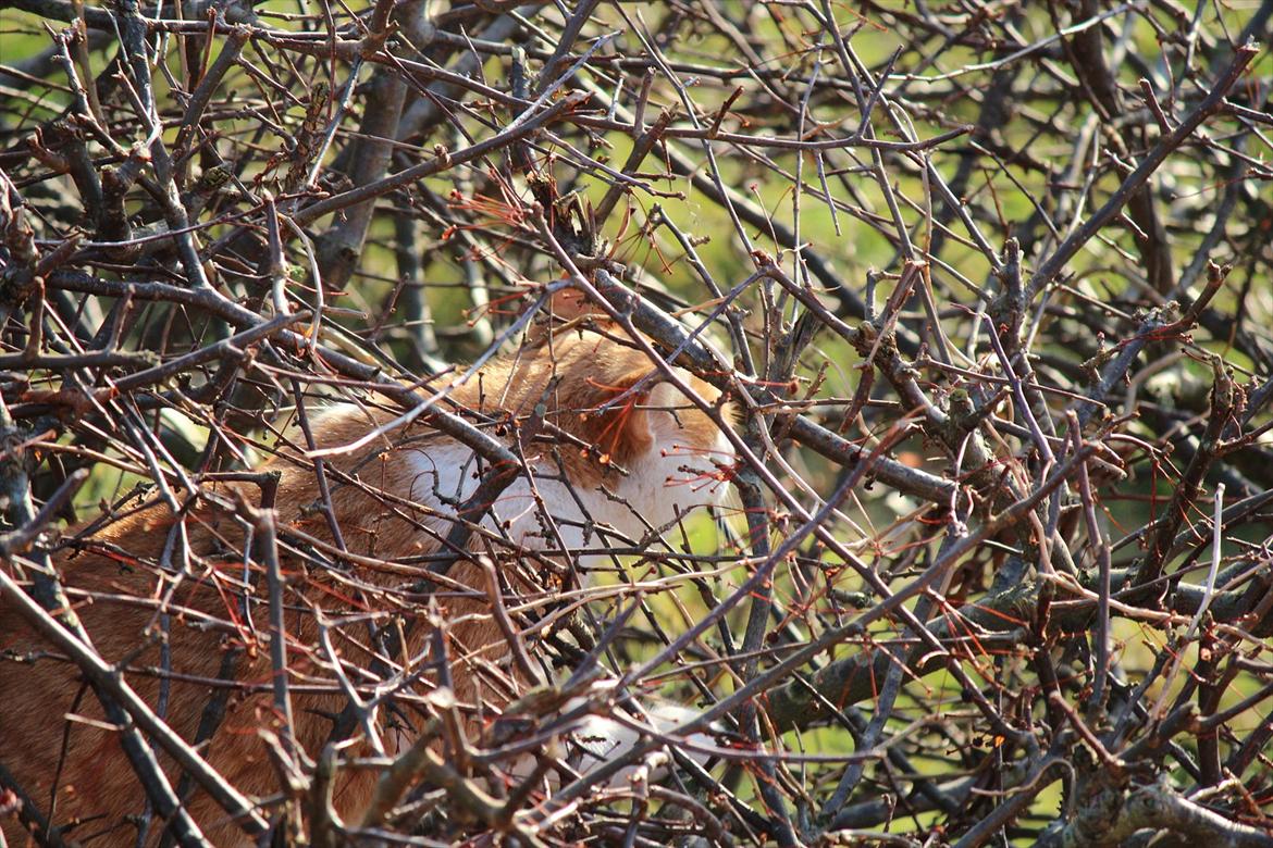 Huskat Miley billede 20