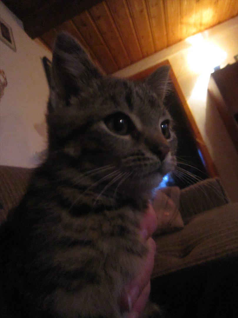 Huskat R.I.P Oliver billede 10