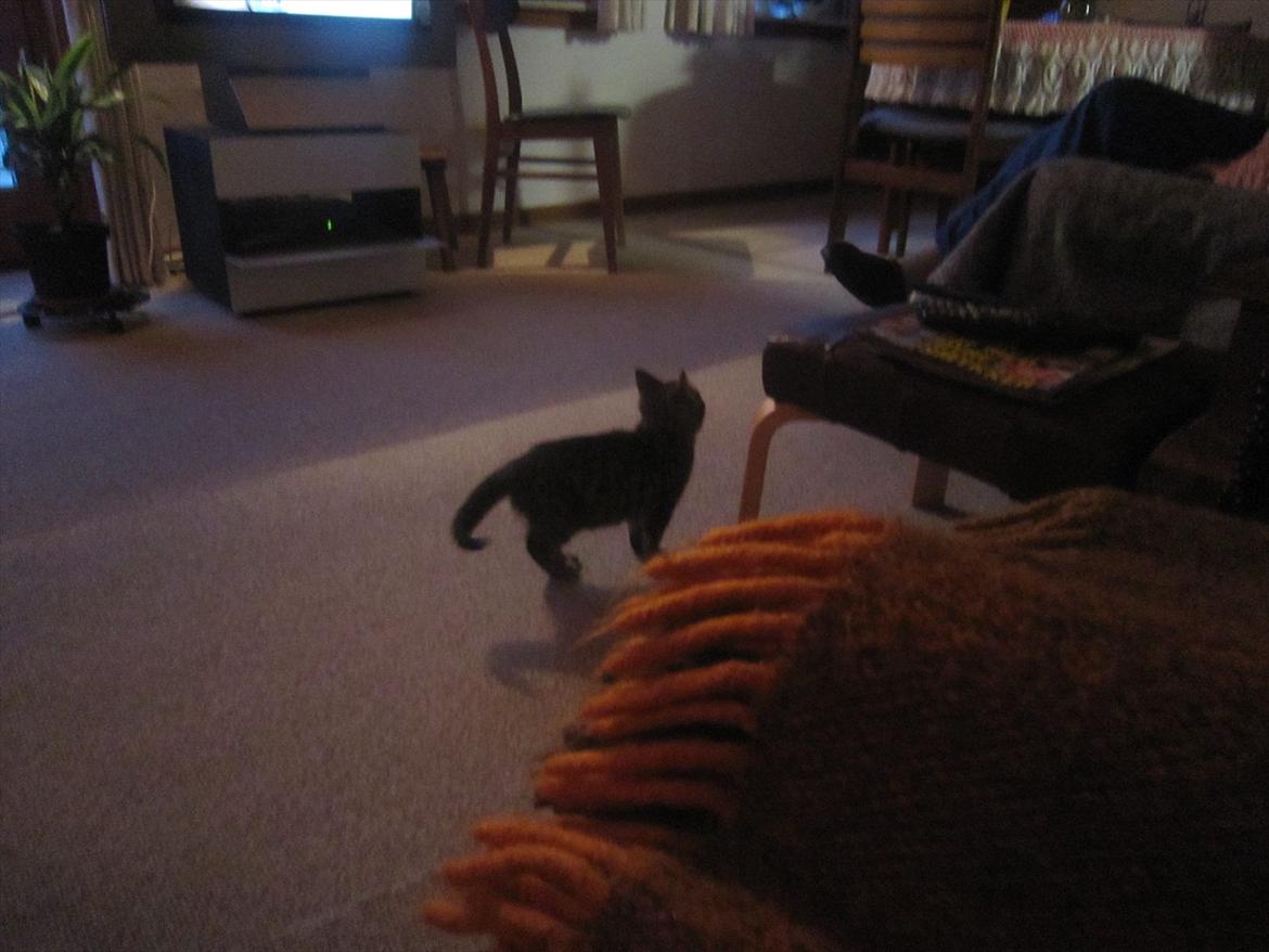 Huskat R.I.P Oliver billede 11