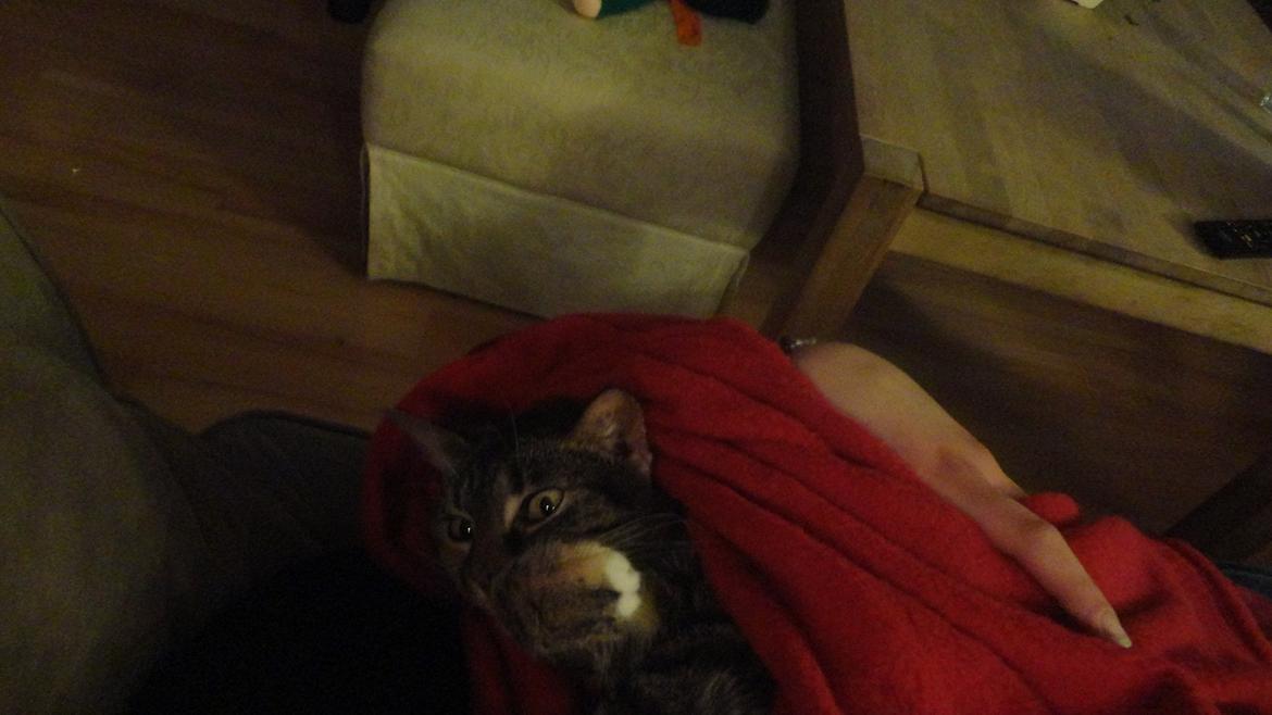 Blanding af racer mogens billede 11