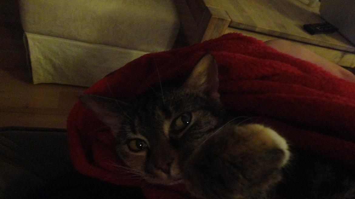 Blanding af racer mogens billede 12