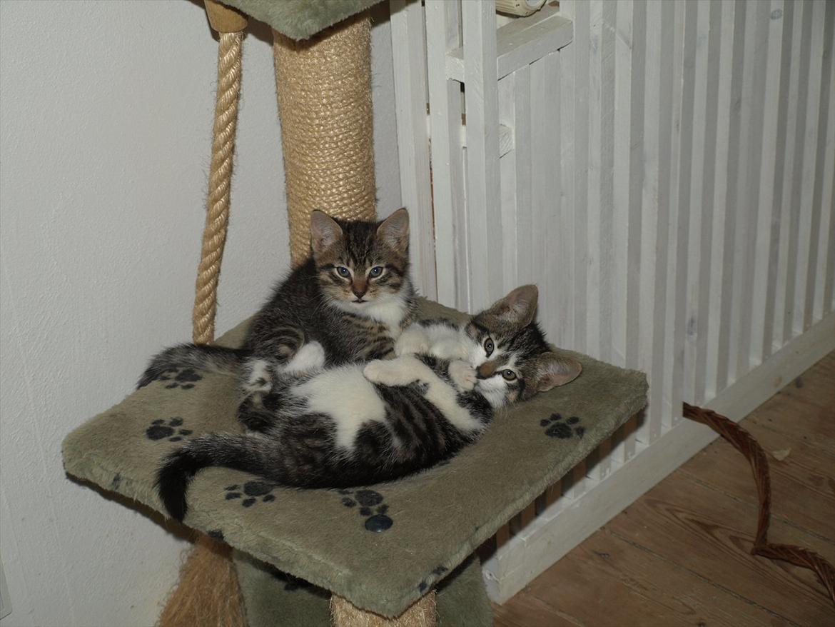 Huskat mocca billede 1