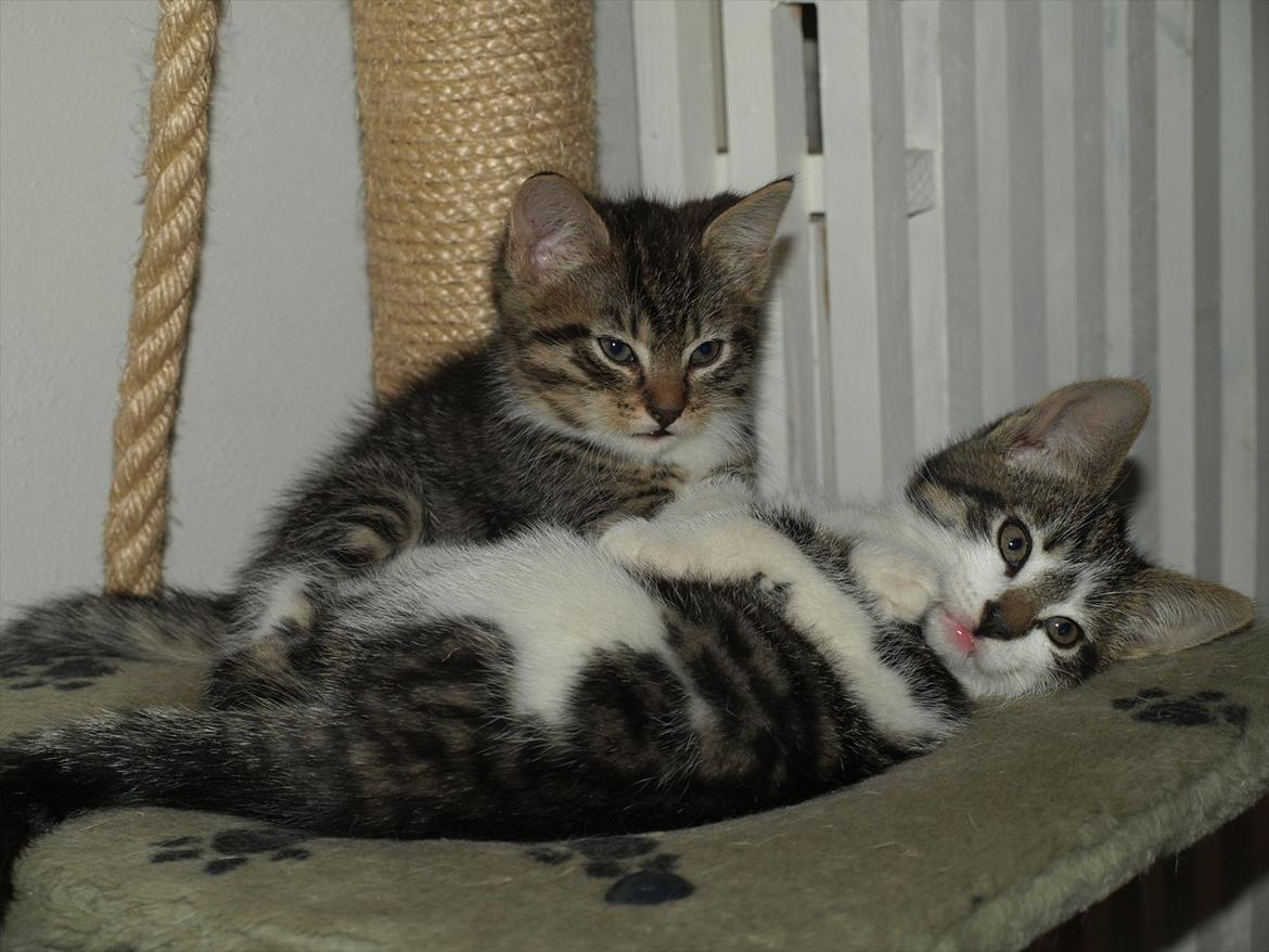 Huskat mocca billede 2