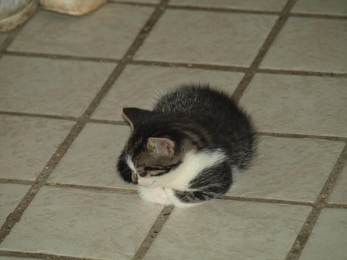 Huskat mocca billede 3