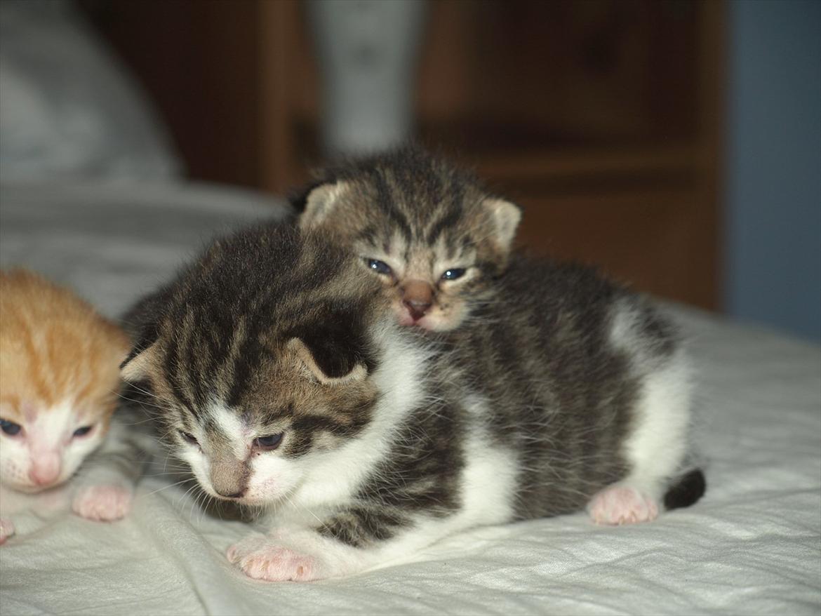 Huskat mocca billede 4