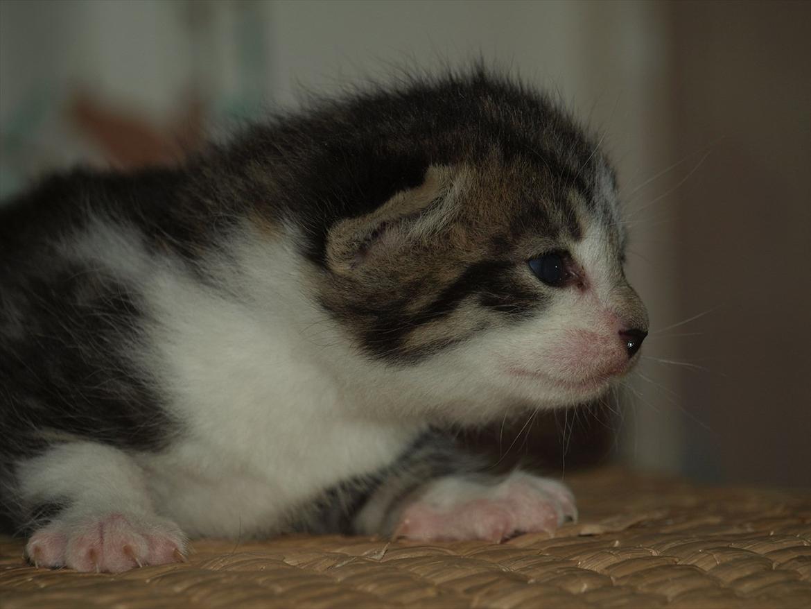 Huskat mocca billede 5