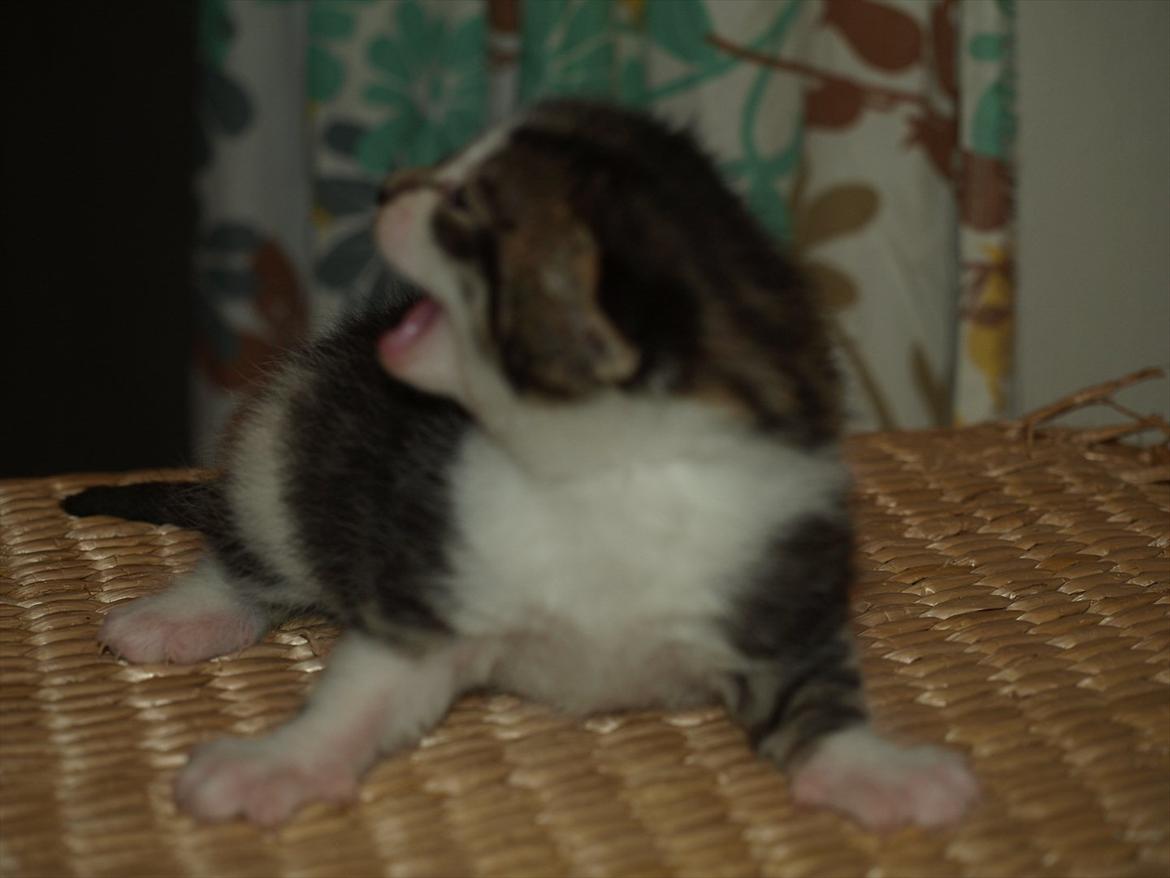 Huskat mocca billede 6