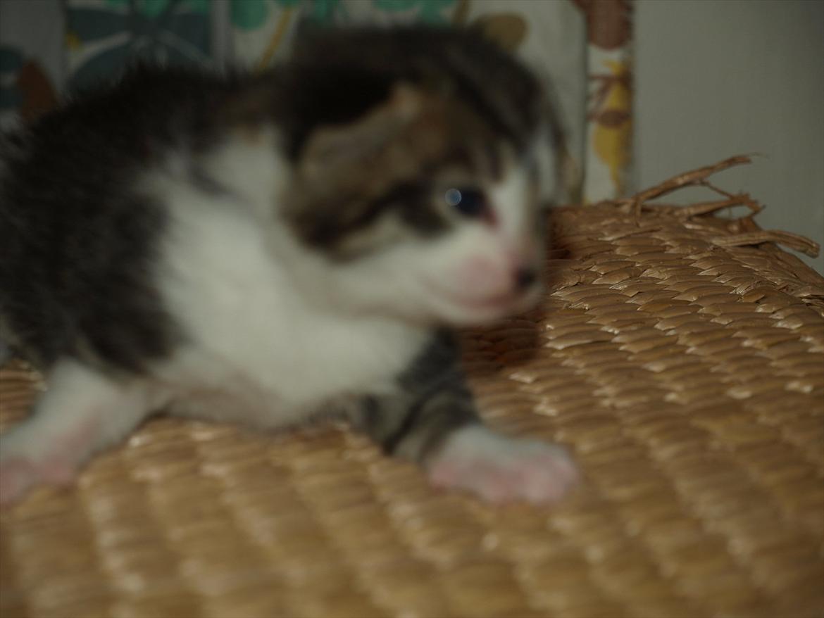 Huskat mocca billede 7