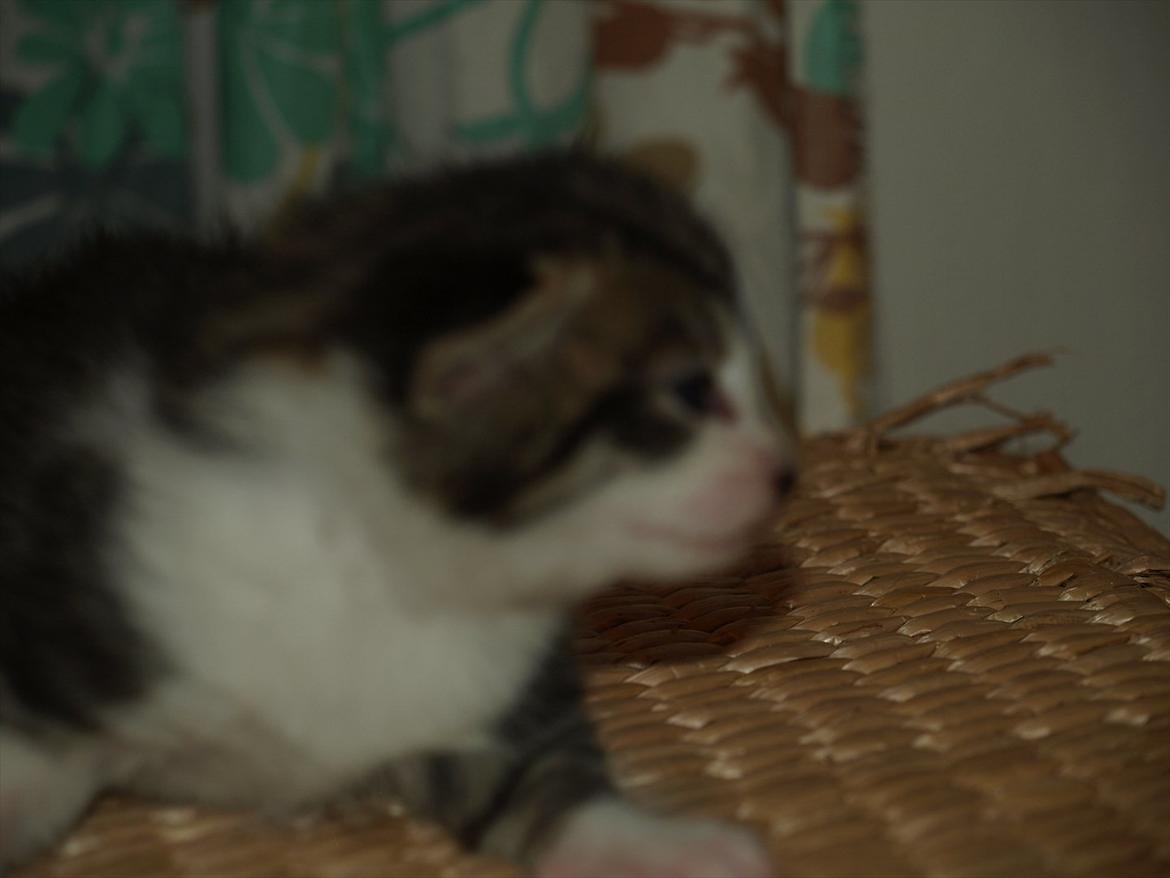 Huskat mocca billede 8