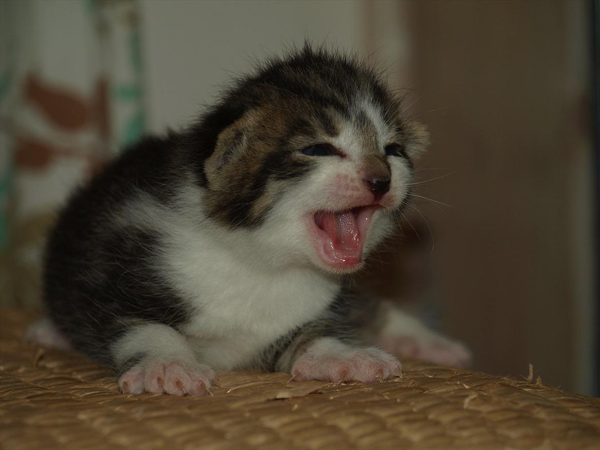 Huskat mocca billede 9