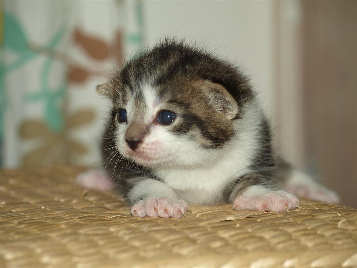 Huskat mocca billede 10