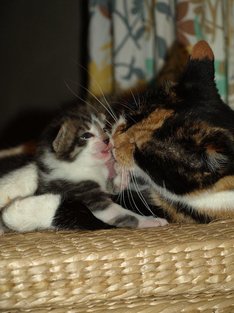 Huskat mocca billede 11