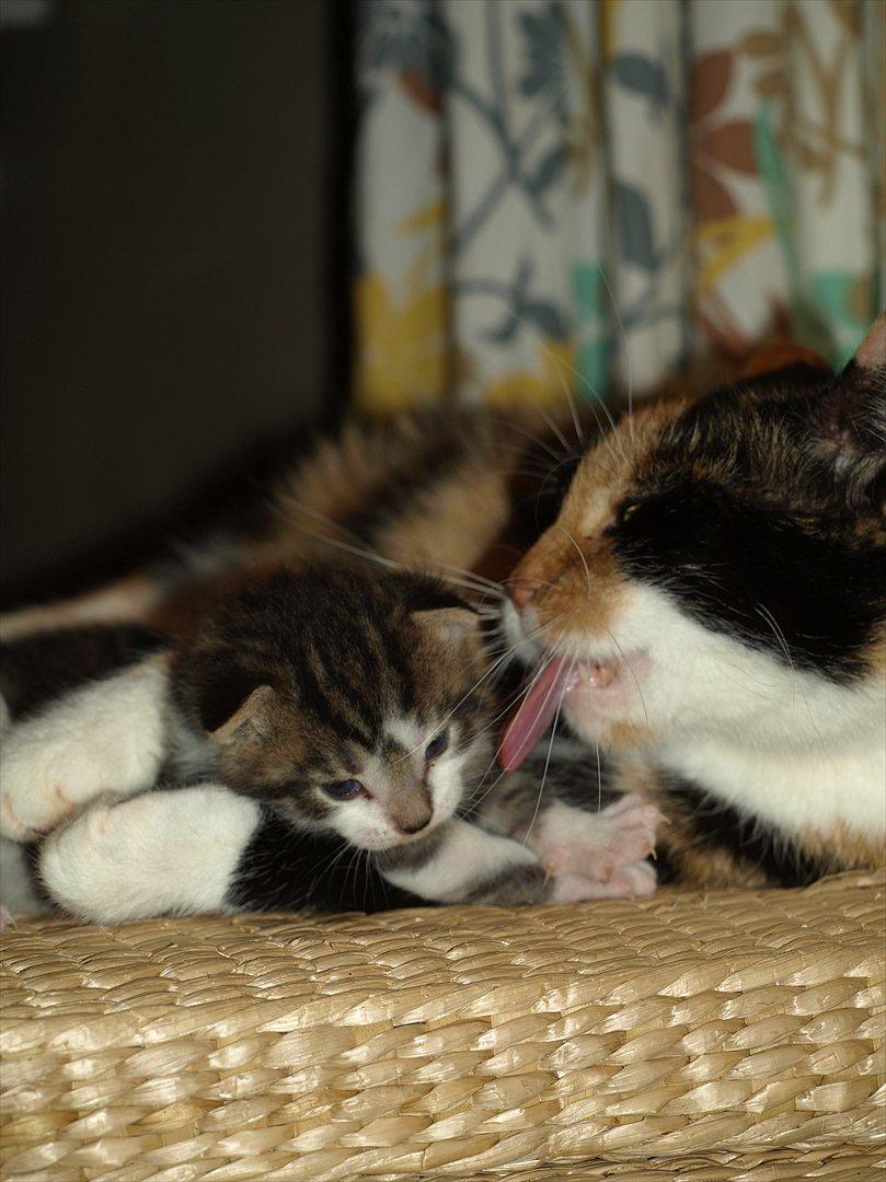 Huskat mocca billede 12