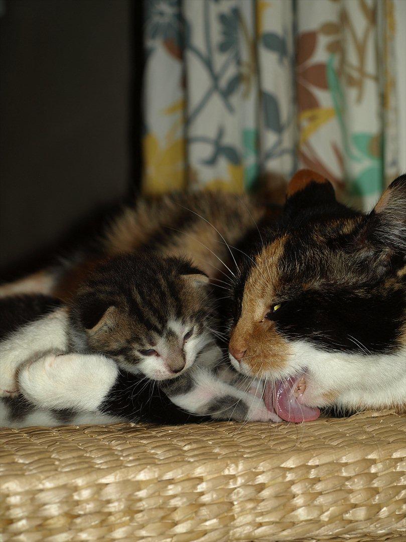 Huskat mocca billede 13