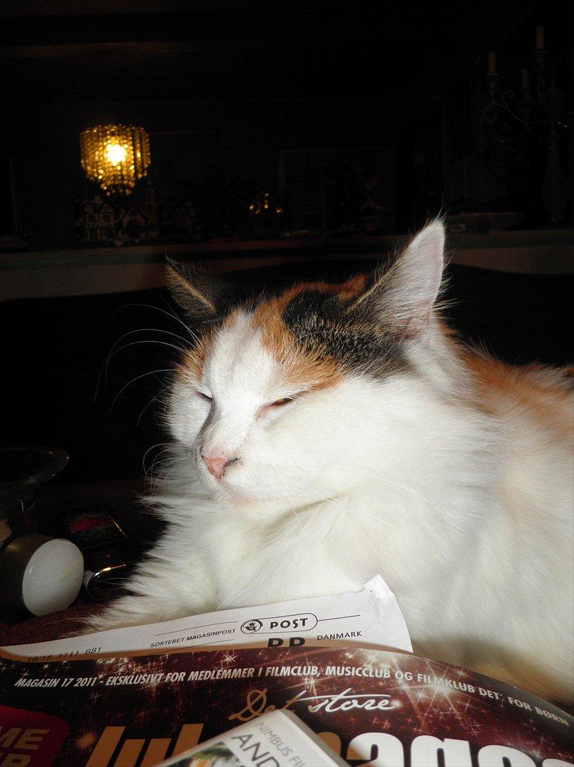 Blanding af racer Kickie - Slapper af. billede 4