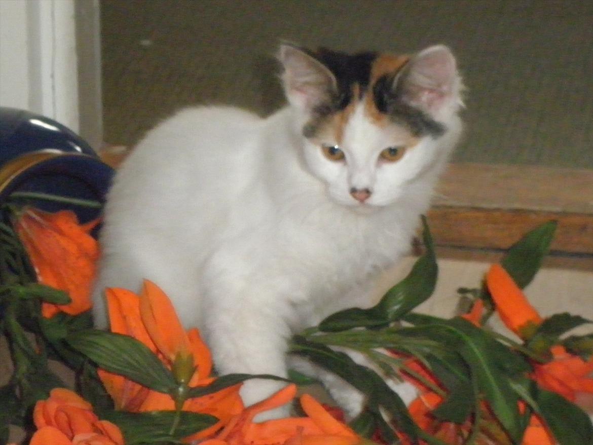 Blanding af racer Kickie - Elsker at lave unoder!! billede 2