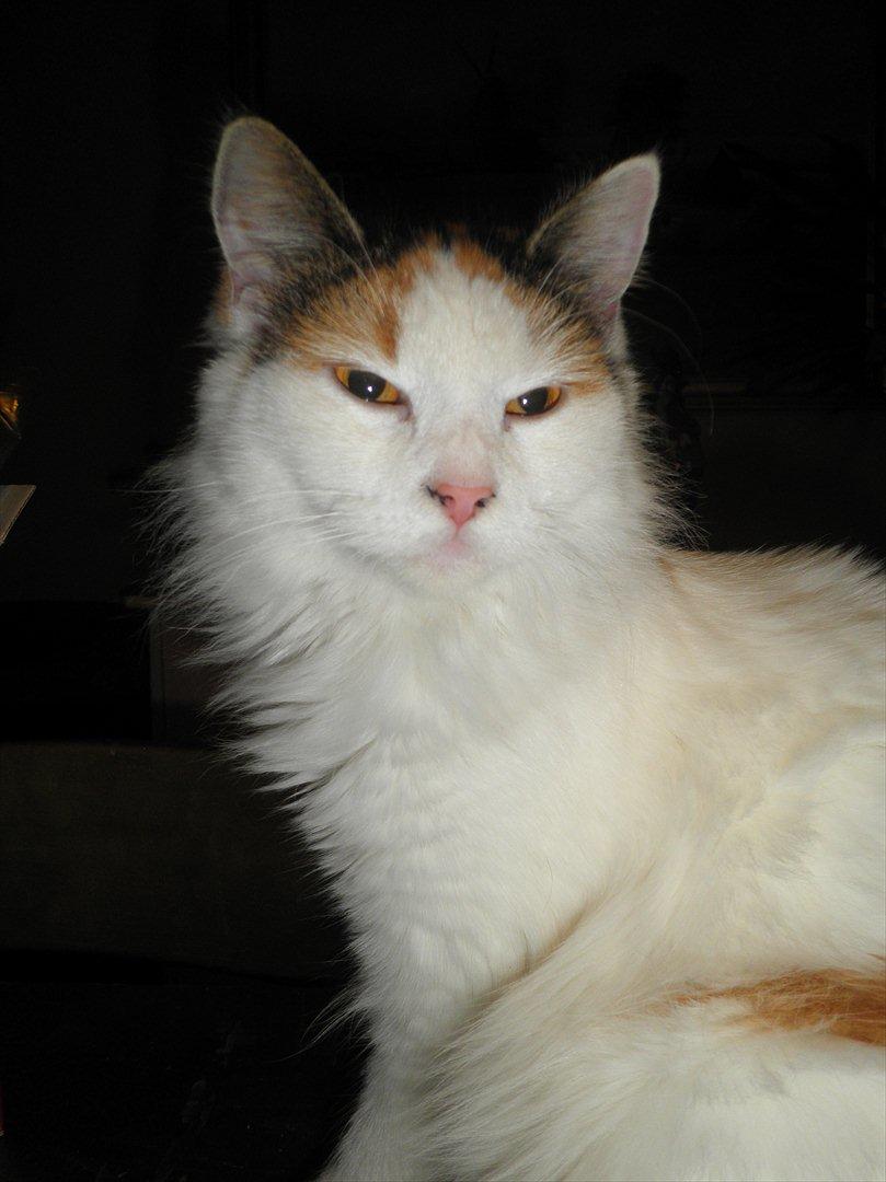 Blanding af racer Kickie - Smukke Kickie billede 3