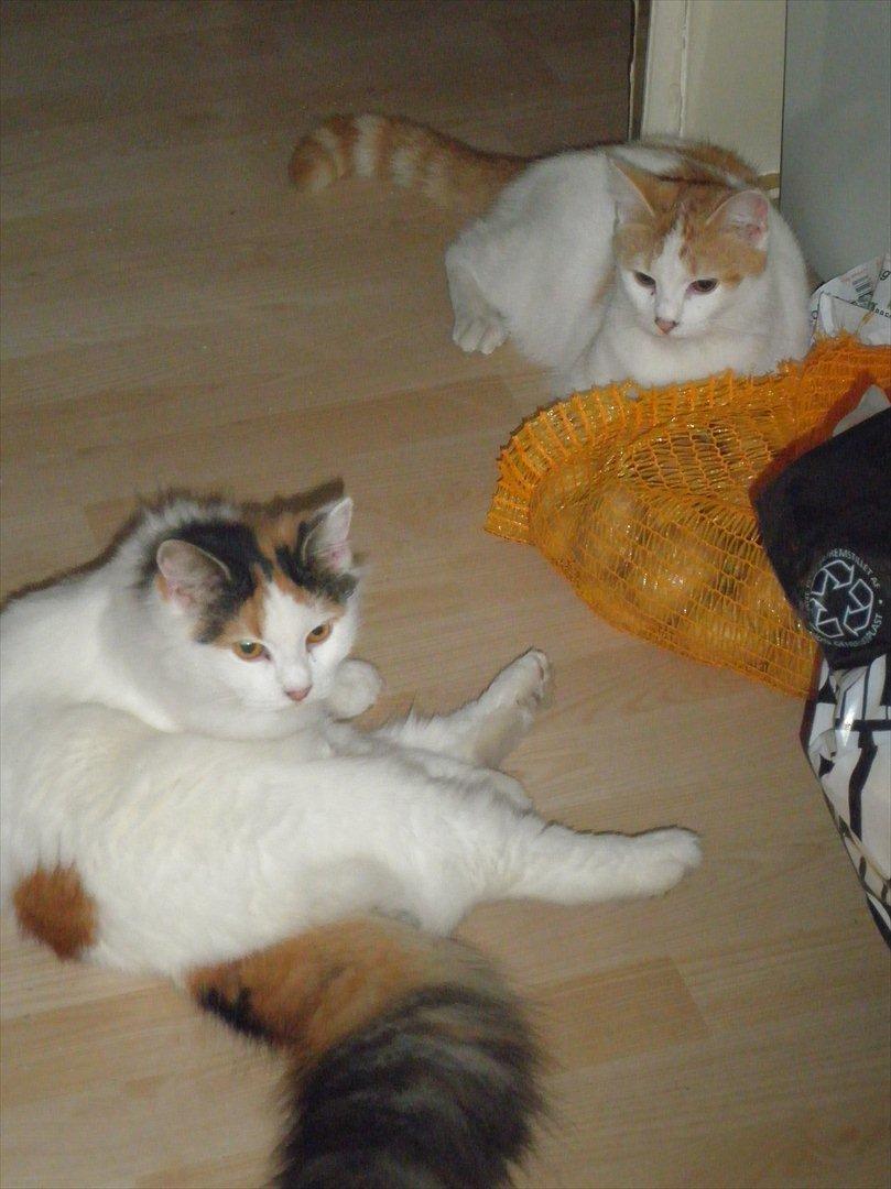 Blanding af racer Kickie - Klar til leg. billede 7