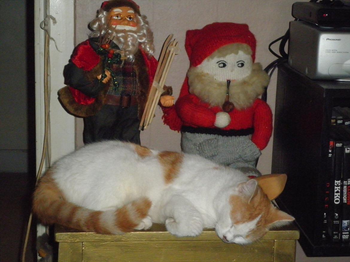 Blanding af racer Kickie - Freckle er juletræt!!! billede 8