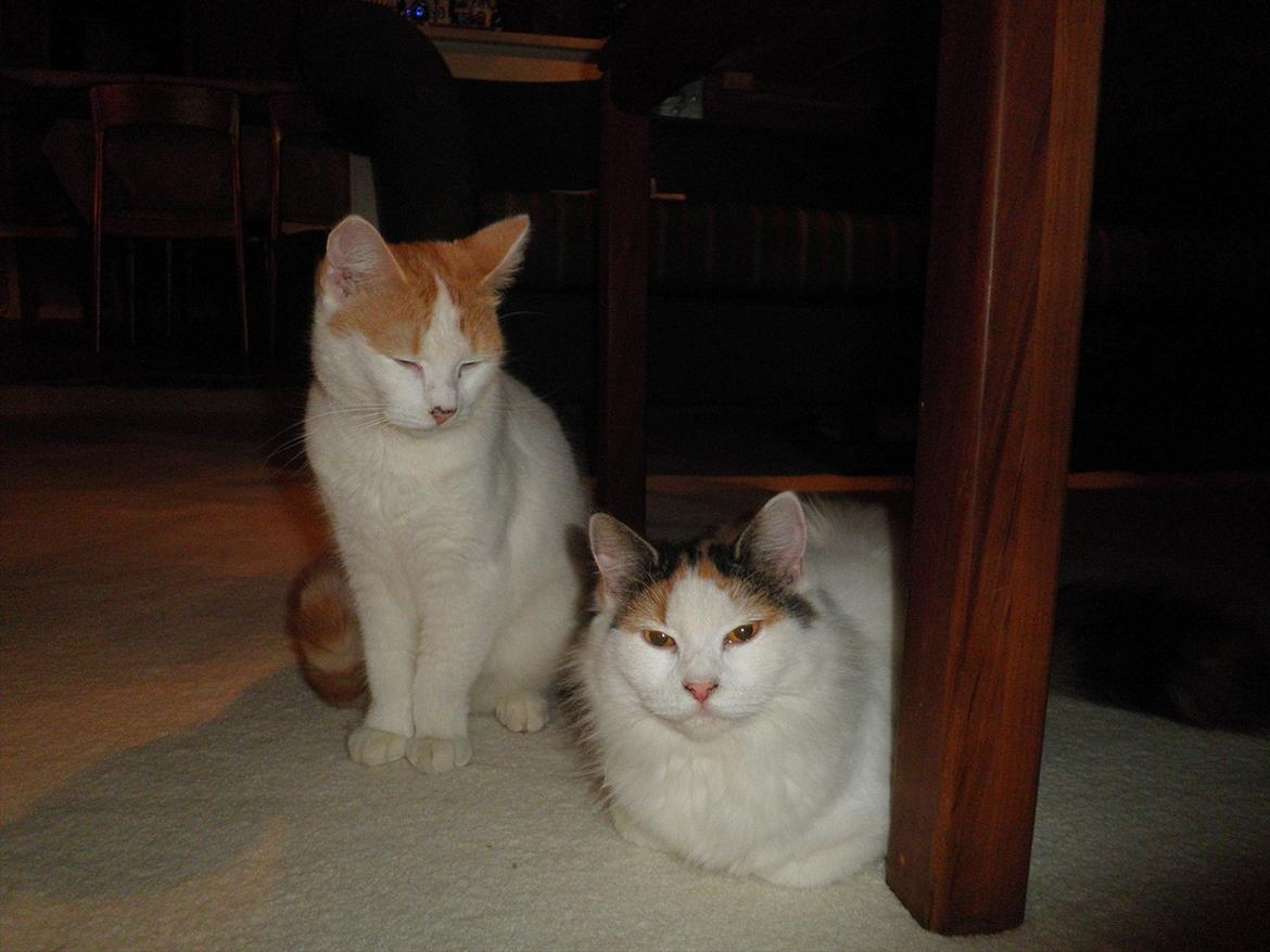 Blanding af racer Kickie - Så sidder vi stille. billede 9