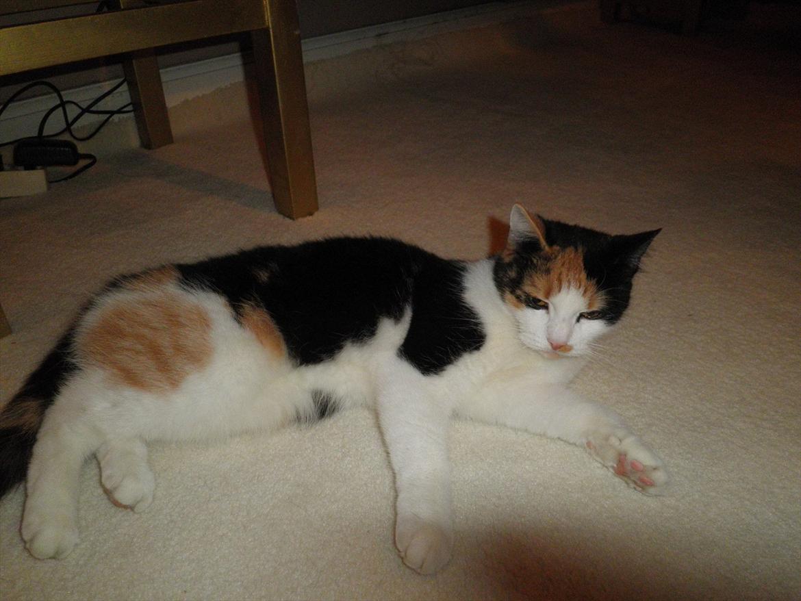 Blanding af racer Kickie - Kickie og Freckle's mor, Lucky. billede 11