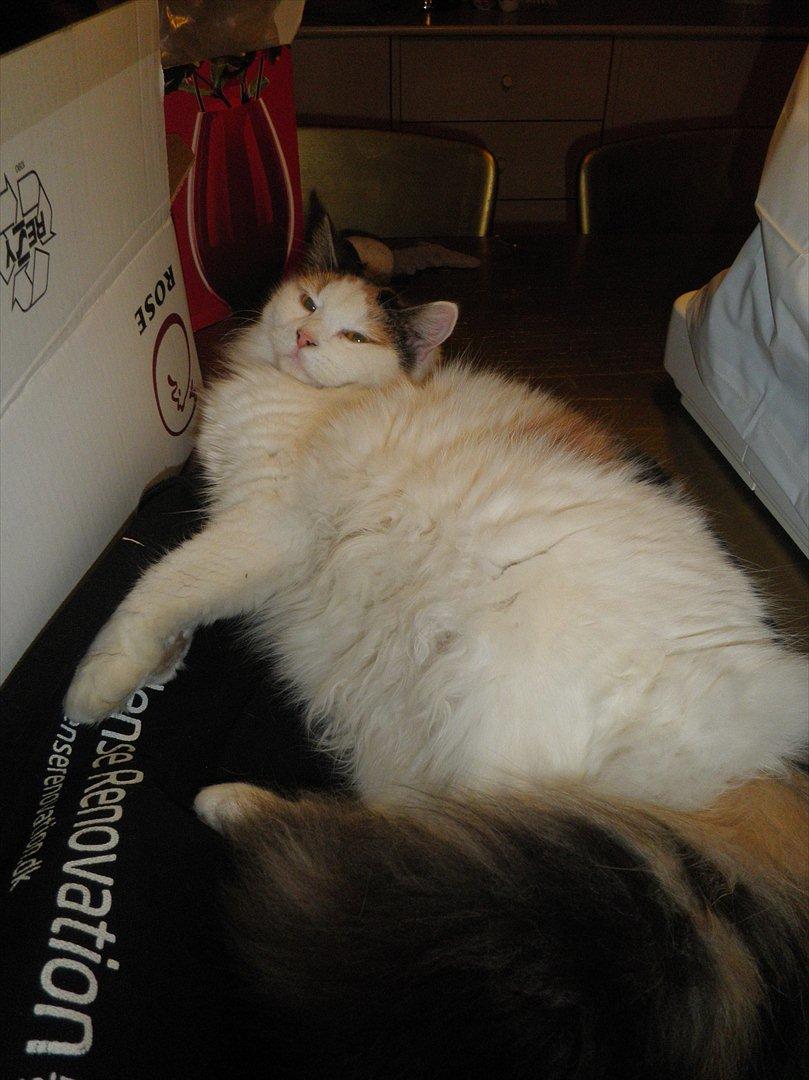 Blanding af racer Kickie - Jeg vil sove!!! billede 13